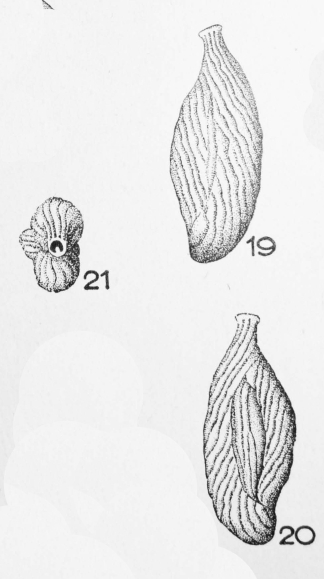 Quinqueloculina undulosecostata Terquem Em. Le Calvez, 1947