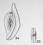 Spiroloculina bicarinata d'Orbigny in Terquem, 1882