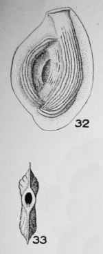 Spiroloculina carinata Le Calvez, 1947