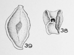 Spiroloculina contorta Le Calvez, 1947