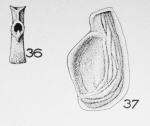 Spiroloculina costigera Terquem Em. Le Calvez, 1947