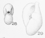 Spiroloculina inflata Terquem Em. Le Calvez, 1947