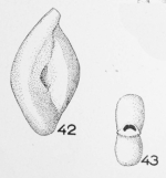 Spiroloculina parisiensis Le Calvez, 1947