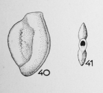 Spiroloculina ubiqua Le Calvez, 1947