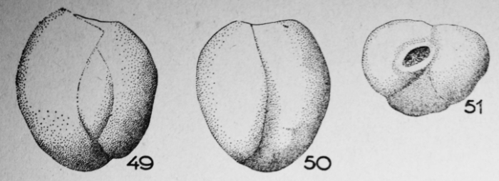 Trillina centrata (Terquem) em. Le Calvez, 1947