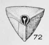 Triloculina angularis d'Orbigny, 1850, author: Le Coze, François