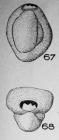 Triloculina crenulata Le Calvez, 1947