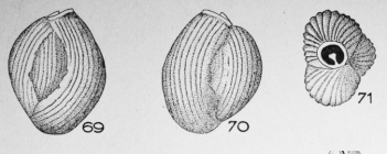 Triloculina frederica Le Calvez, 1947