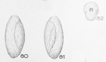 Triloculina propinqua Terquem Em. Le Calvez, 1947