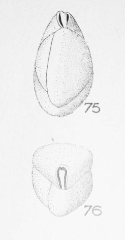 Triloculina pseudohemisphaerica Le Calvez, 1947