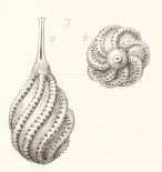 Lagena striatopunctata var. spiralis Brady, 1884 Lagena striatopunctata var. spiralis Brady, 1884