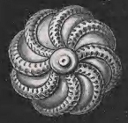 Lagena milletti Haeckel, 1904