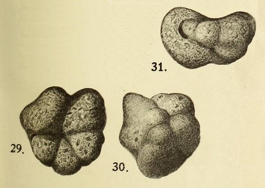 Rotalia soldanii var. arenacea Heron-Allen & Earland, 1922