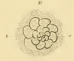 Rotalia arenacea Carter, 1881