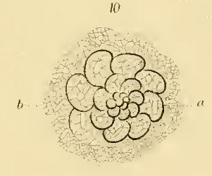 Rotalia arenacea Carter, 1881