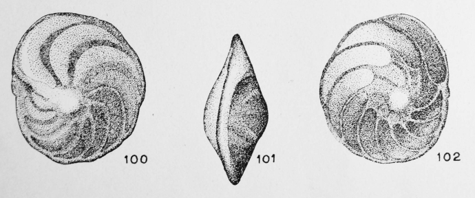 Amphistegina nucleata Terquem Em. Le Calvez, 1949