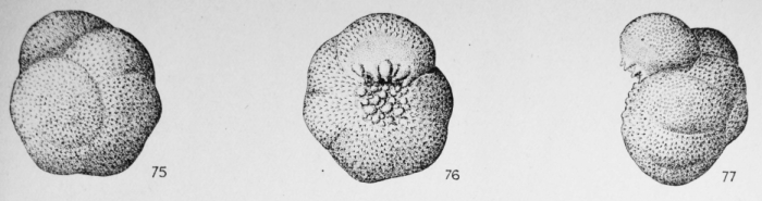 Baggina papillostoma Le Calvez, 1949 Baggina papillostoma Le Calvez, 1949