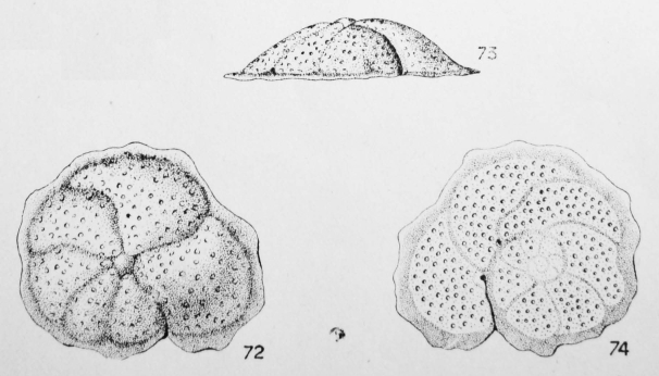 Cibicides carinatus (Terquem, 1882)
