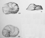 Cibicides productus (Terquem, 1882)