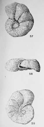 Cibicides robustus Le Calvez, 1949