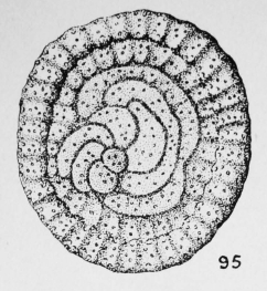 Cycloloculina costellata (Terquem, 1882)