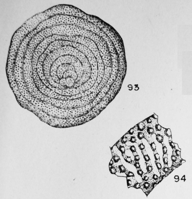 Cycloloculina punctata (Terquem, 1882)