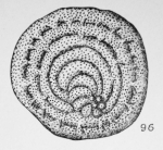 Cycloloculina eocaenica (Terquem, 1882)