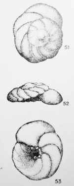 Discorbis excavata (Terquem, 1882)