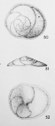 Discorbis limbata (Terquem, 1882)
