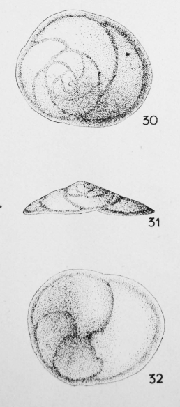 Discorbis limbata (Terquem, 1882)