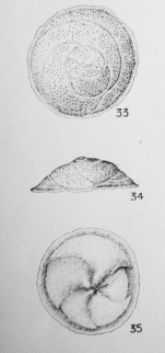 Discorbis obvoluta (Terquem, 1882)