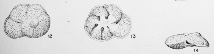 Discorbis propinqua (Terquem, 1882)