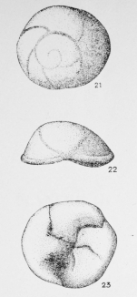 Discorbis quadrata (Terquem, 1882)