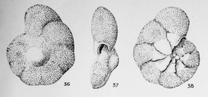 Discorbis vesicularis (Lamarck, 1804)