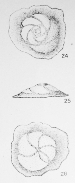 Discorbis vitrea (Terquem, 1882)