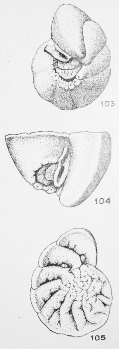 Gyroidinella magna Le Calvez, 1949