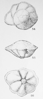 Pararotalia inermis (Terquem, 1882)