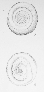 Patellina ambigua Le Calvez, 1949