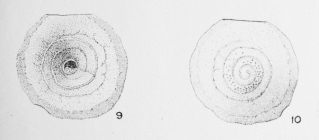 Patellina lucida Le Calvez, 1949