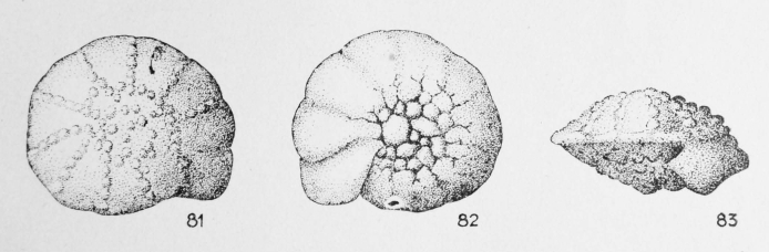 Rotalia septifera (Terquem, 1882)