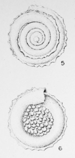 Spirillina cristata Le Calvez, 1949