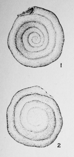 Spirillina simplex Le Calvez, 1949