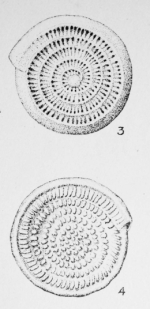 Spirillina striatogranulosa Terquem Em. Le Calvez, 1949