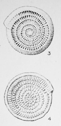 Spirillina striatogranulosa Terquem Em. Le Calvez, 1949