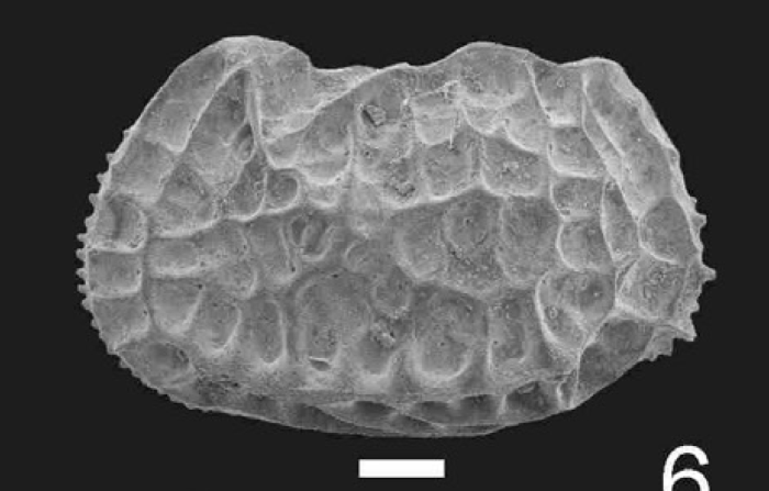 Bradleya victorjarai Bergue &amp; Coimbra, 2023 from the original description