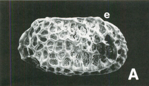 Bradleya morningtonensis Mckenzie & Peypouquet, 1984