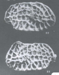 Bradleya pelotensis Sanguinetti, Ornellas & Coimbra, 1992