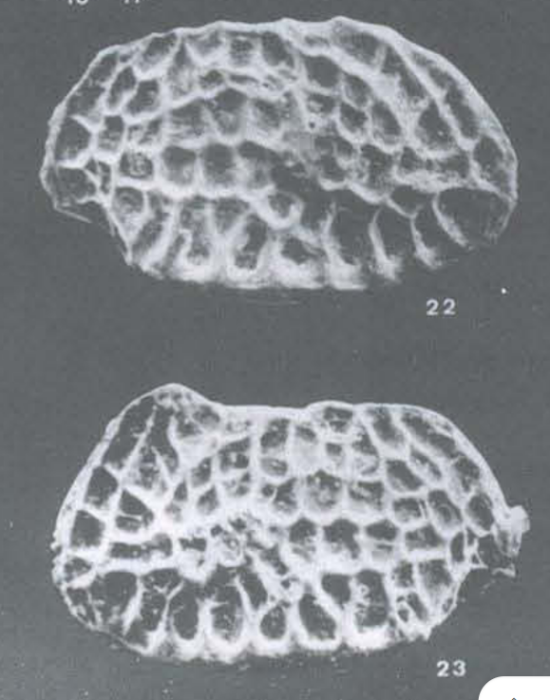 Bradleya pelotensis Sanguinetti, Ornellas &amp; Coimbra, 1992