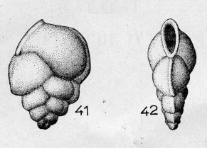 Bolivina eocaenica Terquem Em. Le Calvez, 1950