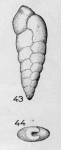 Bolivina pulchra Le Calvez, 1950